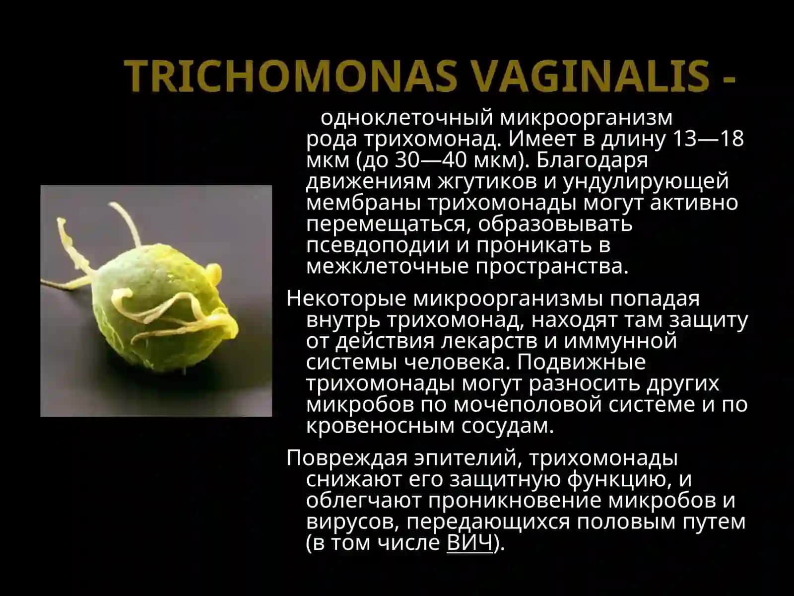 Трихомониаз 4