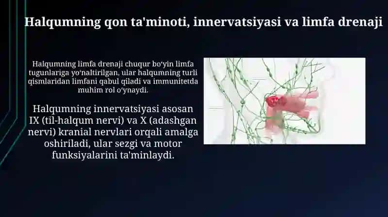 Halqum fuksional va topografik anatomiyasi, pirogov limfoepitelial halqasi 4