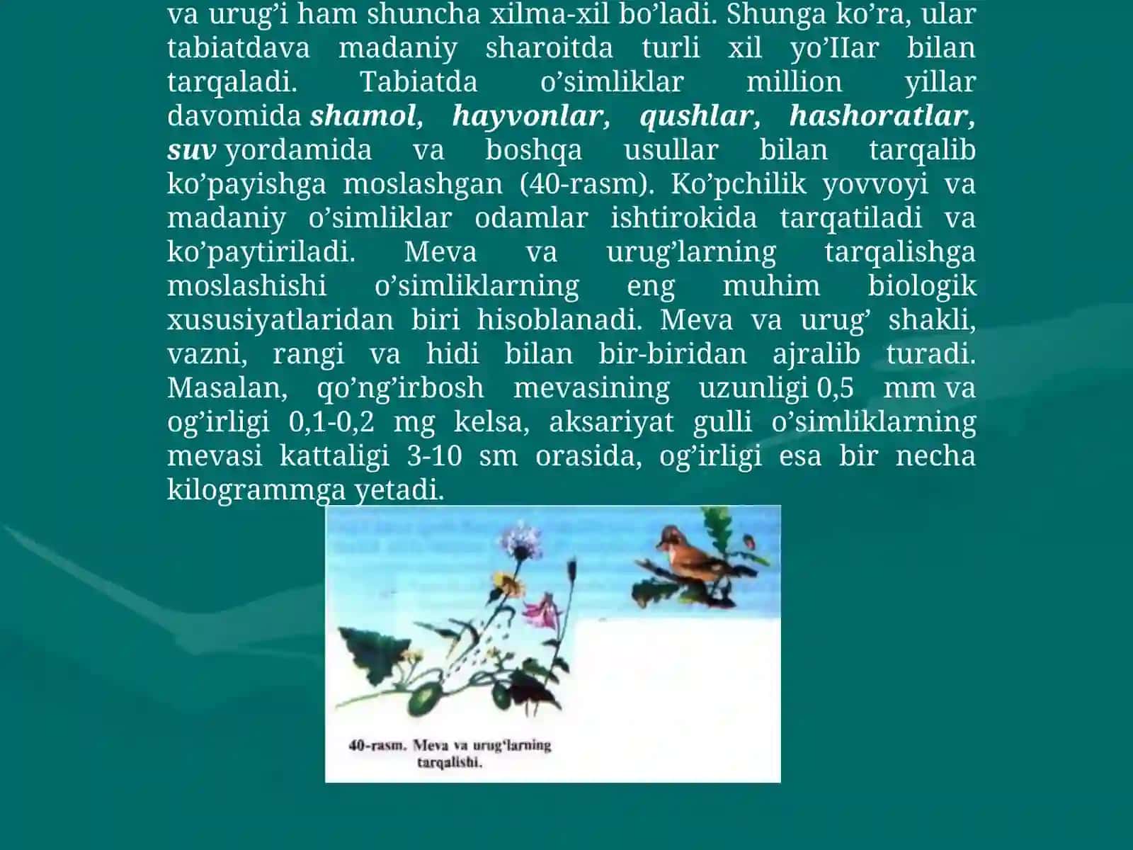 URUG', MEVA TUZILISHI VA TIPLARI 4