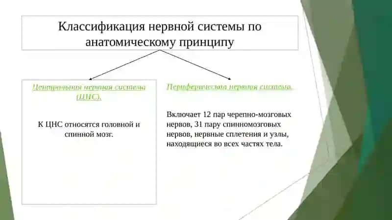 Нервная система 4