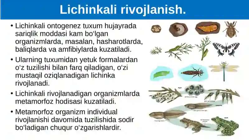 Ontogenez - tirik organizmlarning individual rivojlanishi 4