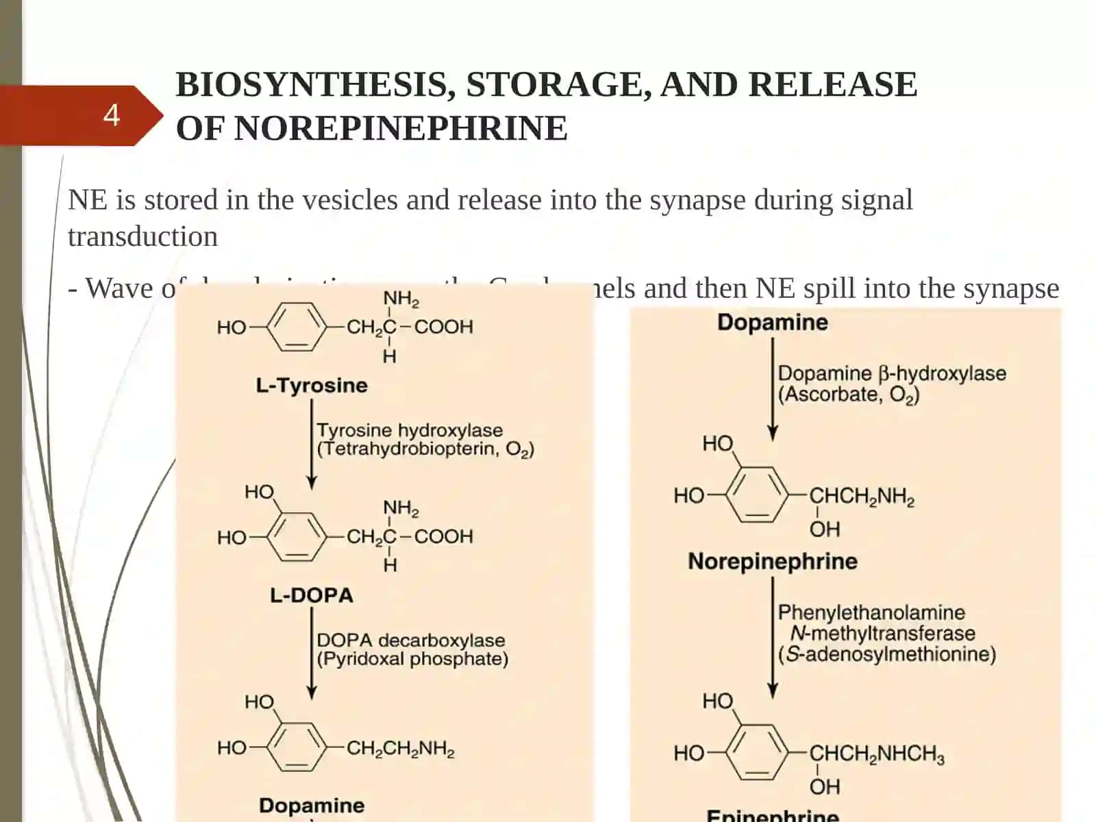 Adrenaline(epinephrine) and noradrenaline (norepinephrine) as neurotransmitters of this system 4