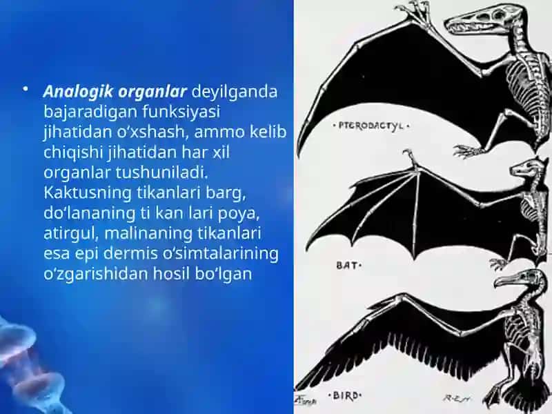 Evolutsiyani Isbotlashda Solishtirmanatomiya va Paleontologiya Fanlari Dalillari 4