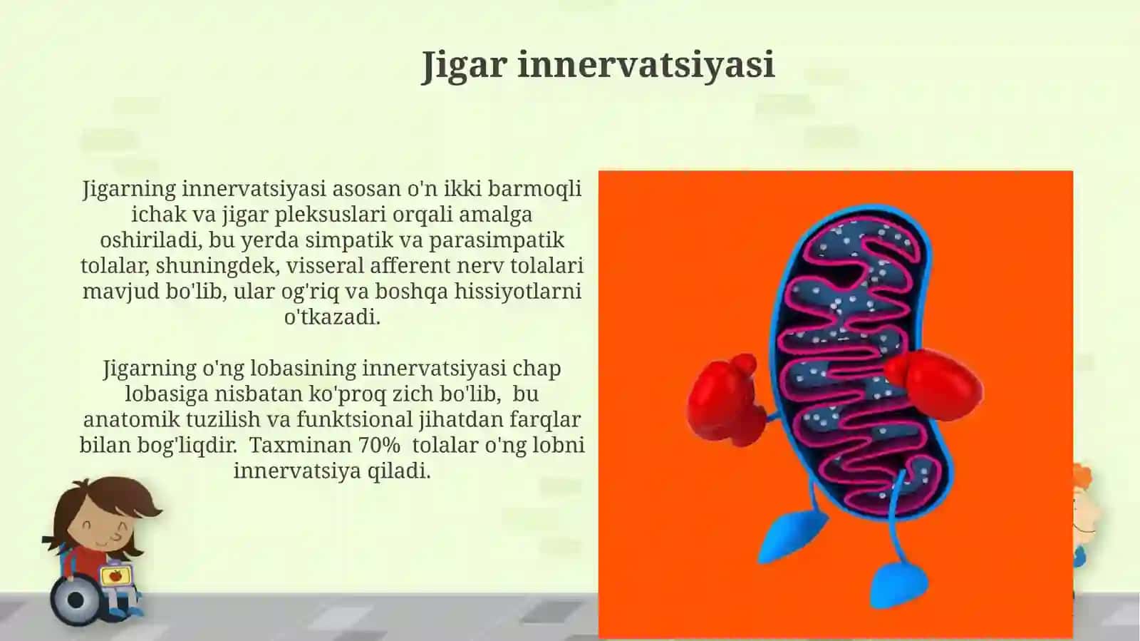 Jigar va o't pufagi anatomiyasi 4