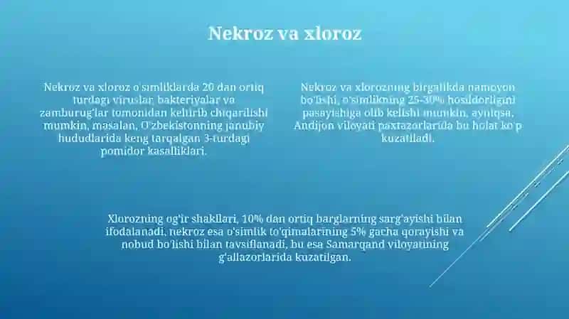 Beda oʻsimligi kasalliklari kasallikning namoyon boʻlishi tashqi belgilari 4