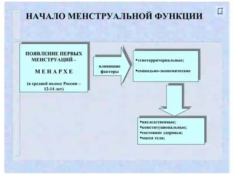 Механизм гормонального регулирования полового цикла 4