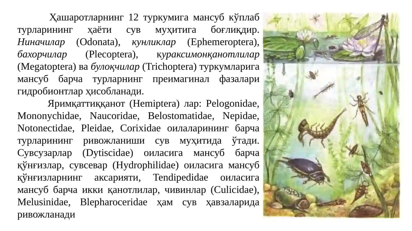 Ҳашаротларни сув муҳити билан алоқалари хусусиятлари 4