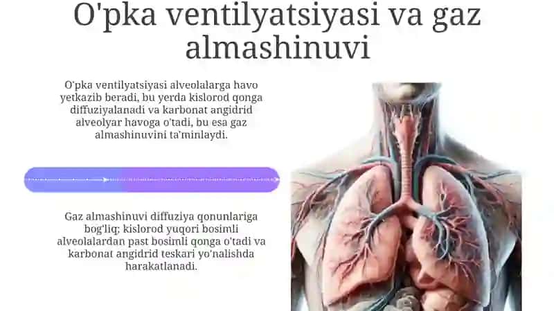 Nafasolishsistemasifiziologiyasi 4