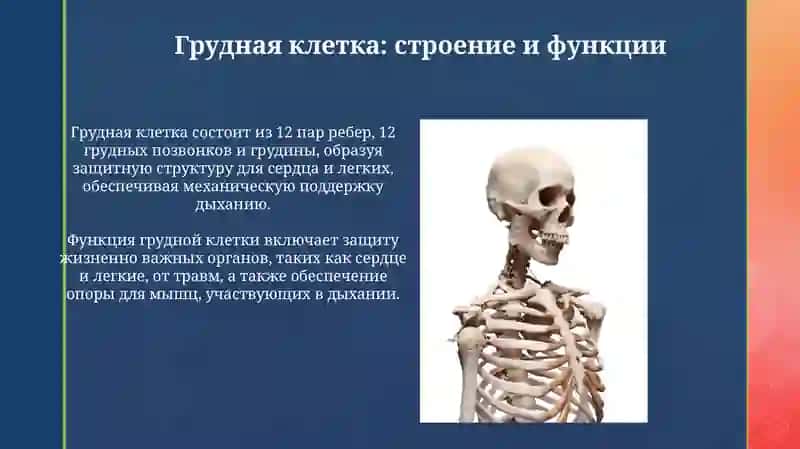 Скелеттуловища 4