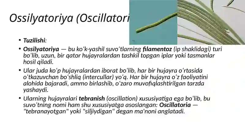 Ko‘k —yashil suvo‘tlari bo‘limi. Ossilyatoriya va Ossilyatoriya va nostokning tuzilishi va ko’payishi 4