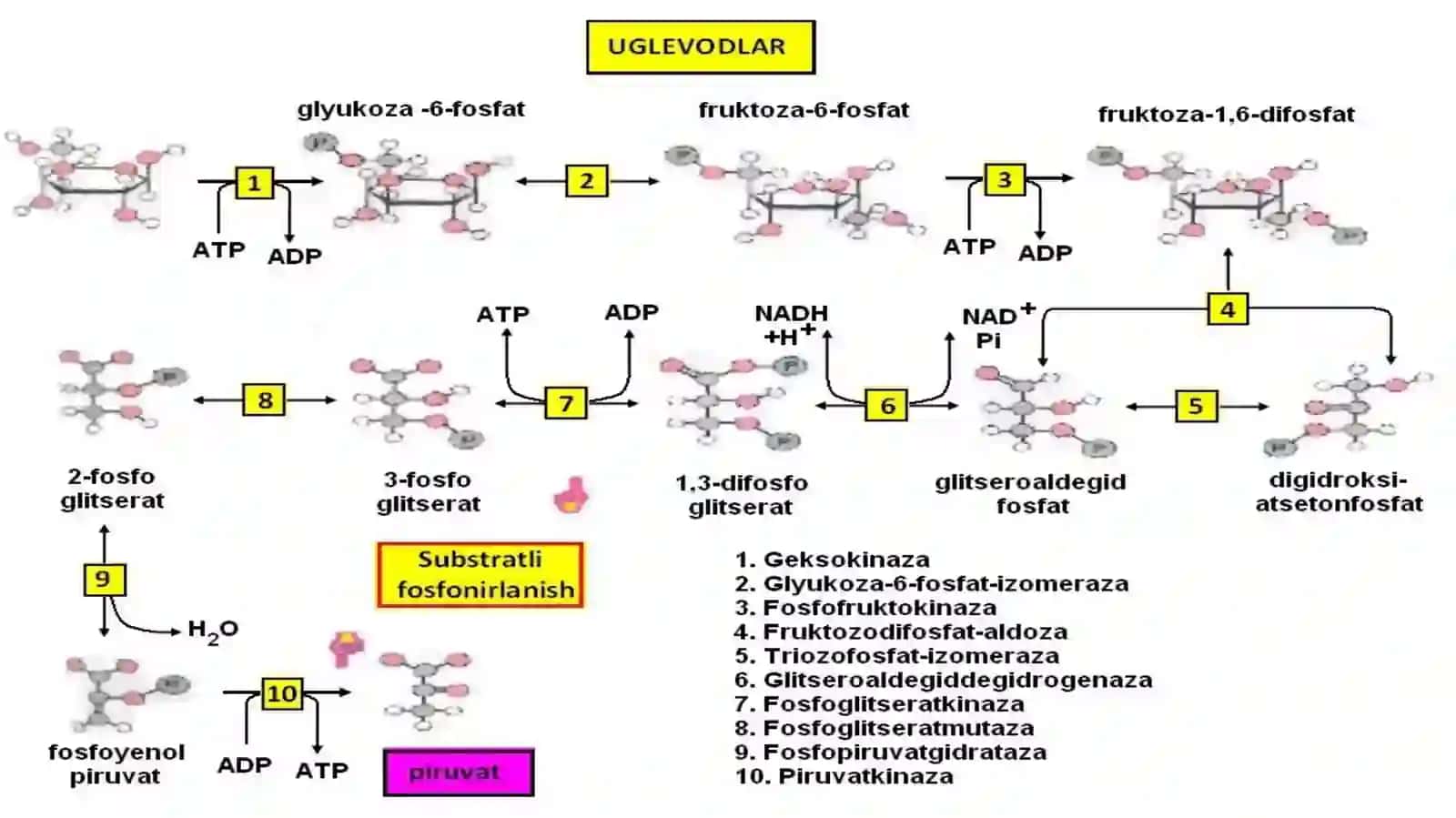 Biokimyofani biotexnologiya fanidan tayyorlagan taqdimoti 4