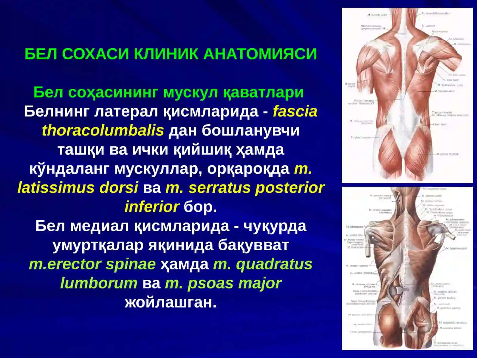 Бел соҳаси ва қоринпарда орти бўшлиғи клиник анатомияси 4