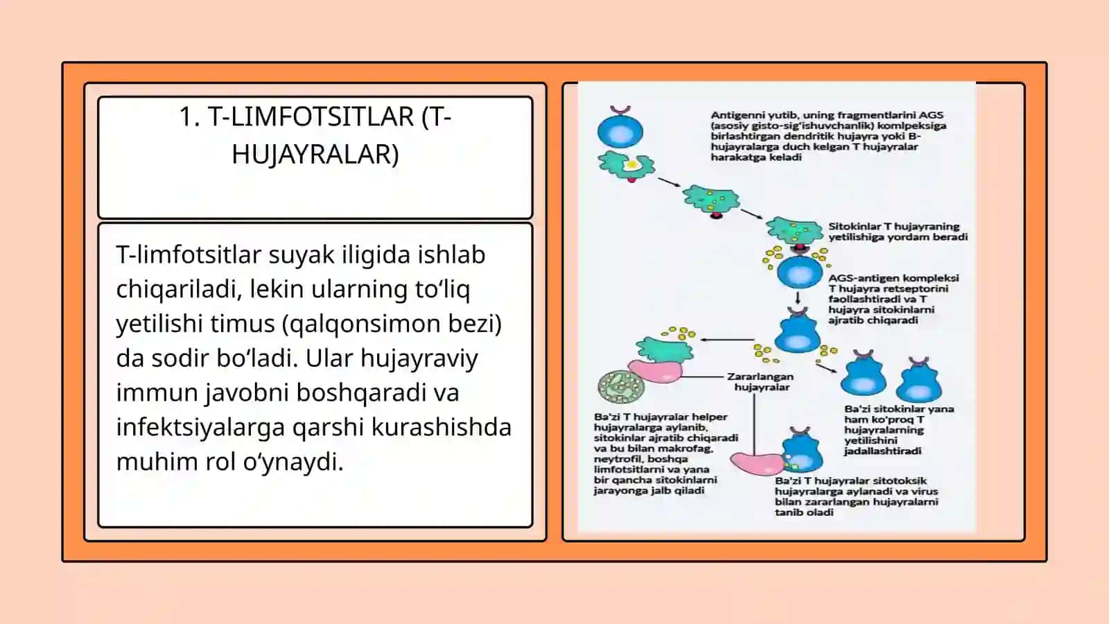 IMMUN TIZIMINING HUJAYRALARI. T VA B GURUH LIMFOSITLARI. MONOTSITLAR 4