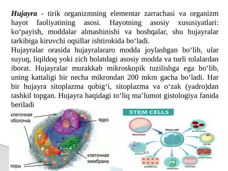 Bolalar va o’smirlar o’sishi va rivojlanishining umumiy qonuniyatlari 4