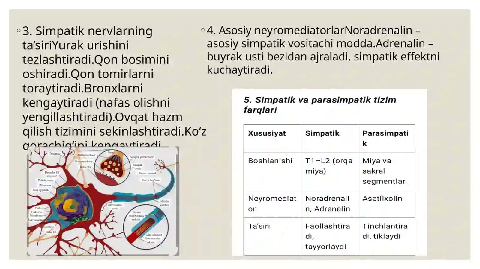 Simpatikvaparasimpatiknervsistemasi 4