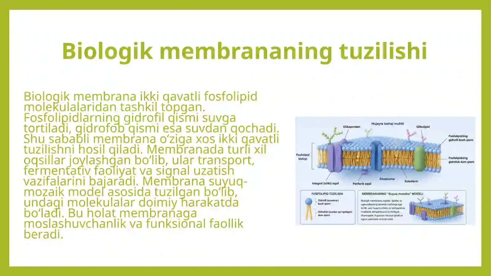 Biologik membranalardagi fizik jarayonlar 4