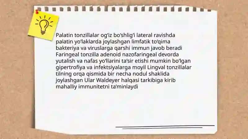 Hazm nayining limfoid tuzilmalari 4