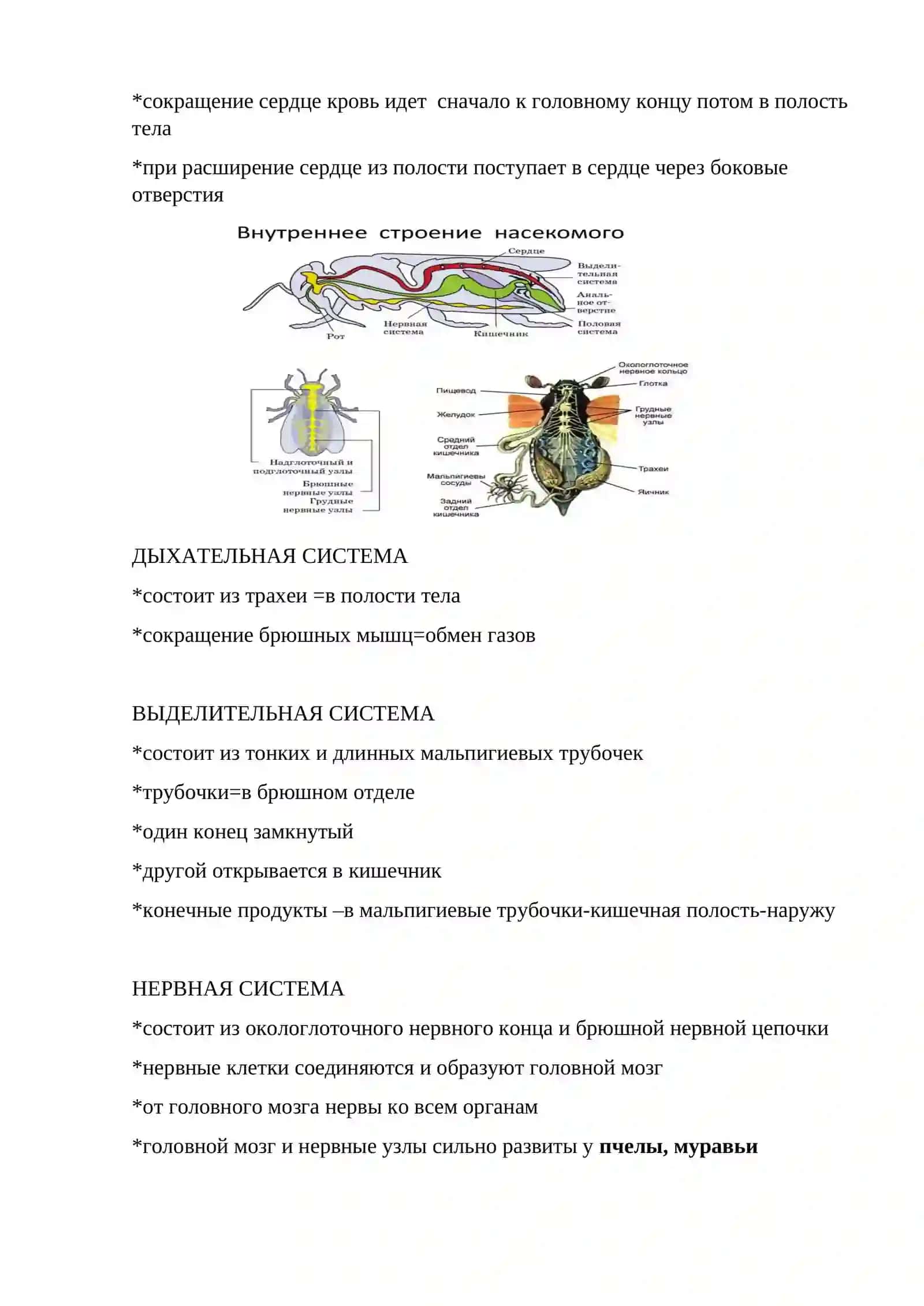 ЗЕЛЕНАЯ БРОНЗОВКА 4