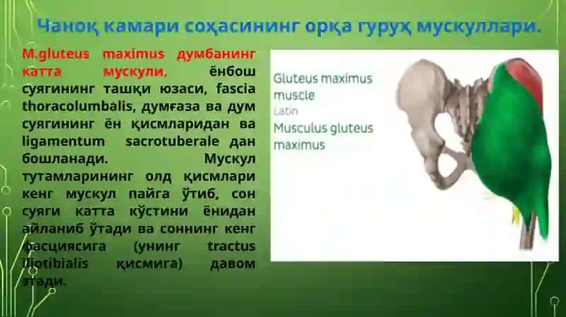 чаноқ камари ва оёқ мускуллари 4