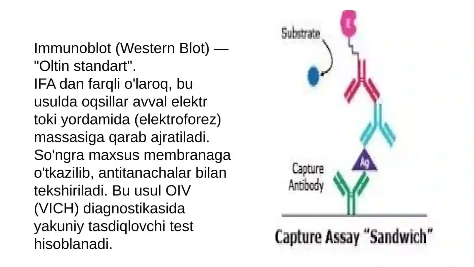 IFA (Immunofluoressent Analiz): Asosiy Prinsiplar 4