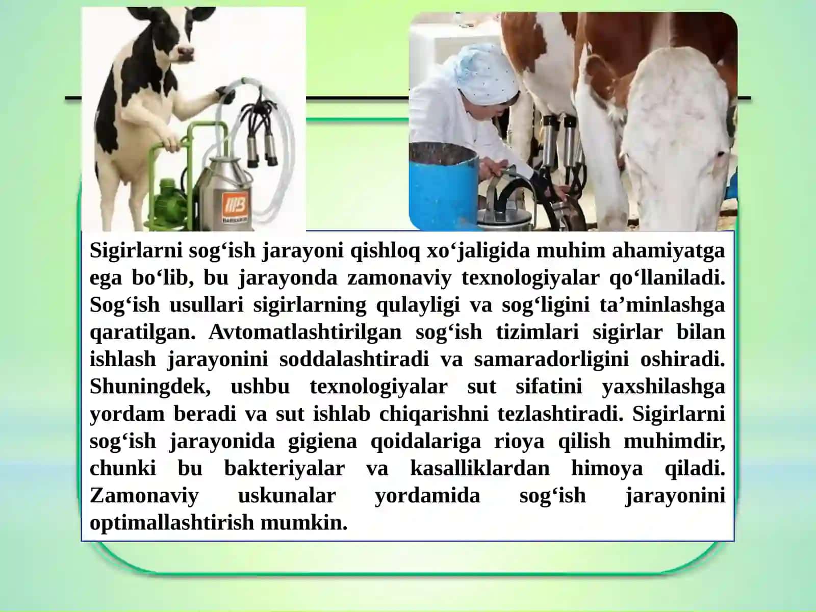 Sigirlarni sog'ish usullari va texnologiyasi 4