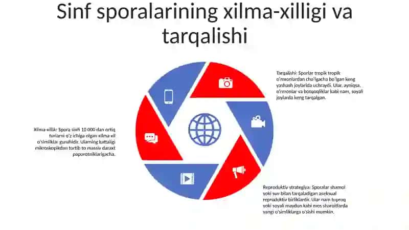 Sporalilar Sinfi 4