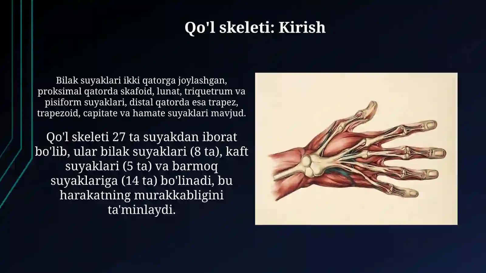Qoʻl skeleti, qoʻlning erkin suyaklari. Yelka kamari 4