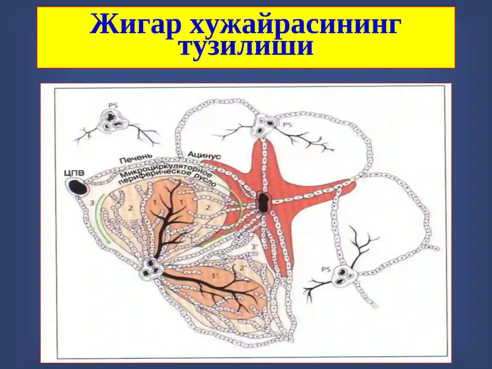 Жигар хирургик касалликлари 4