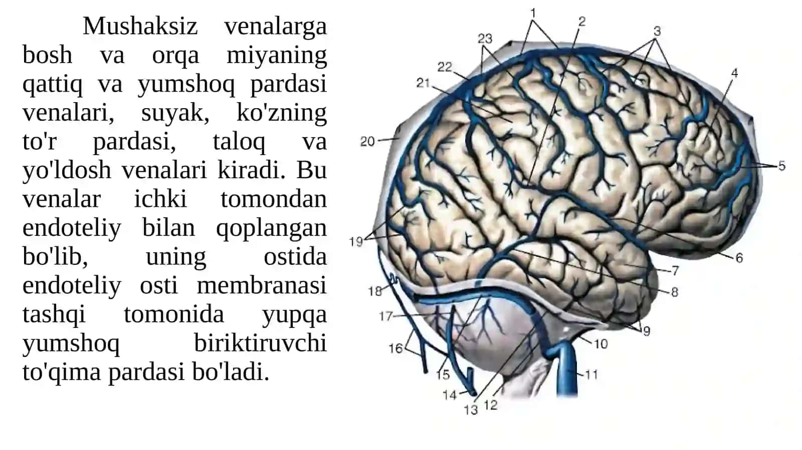 Venatizimining funksional vayoshli anatomi yasi 4