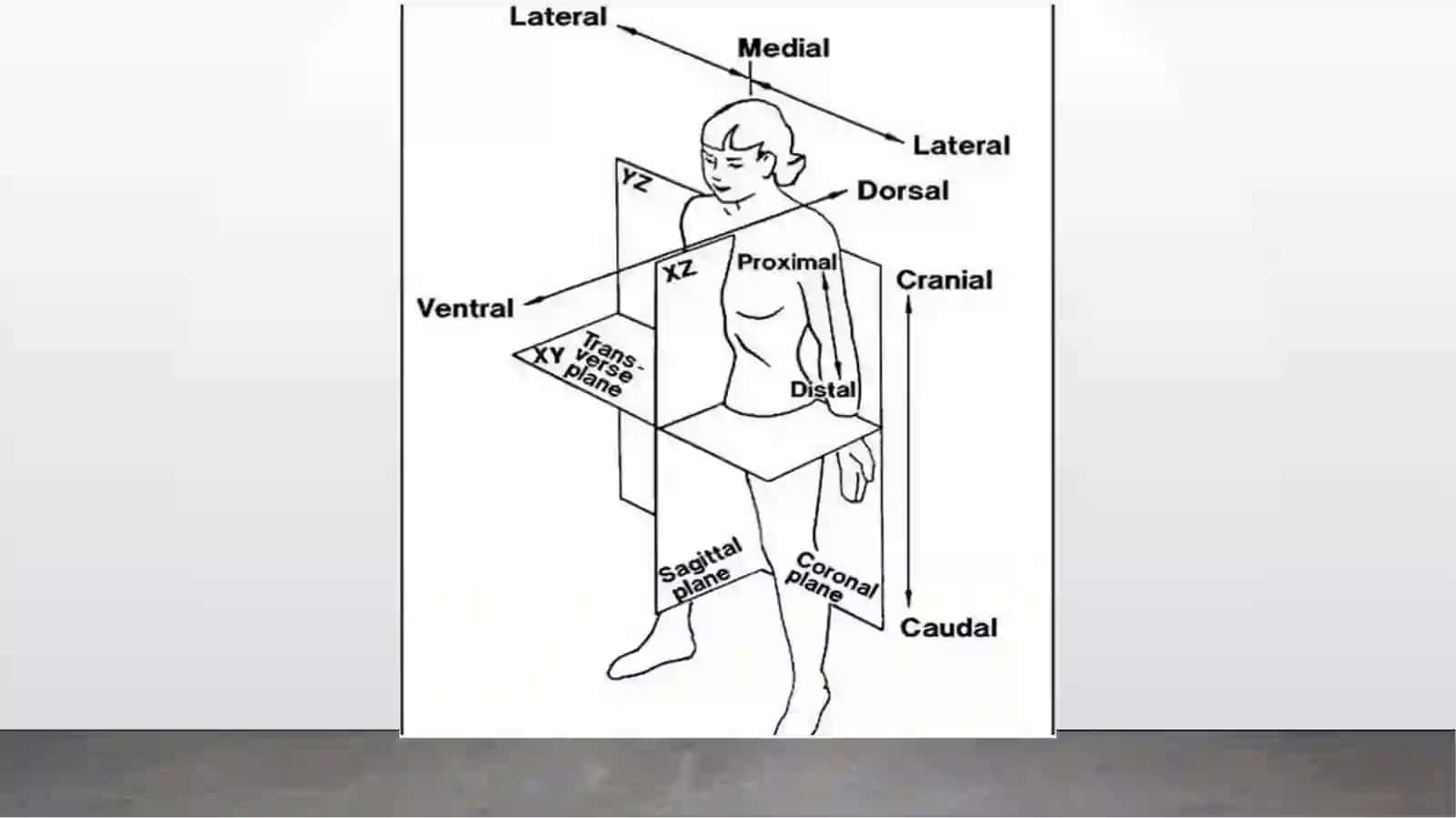 Umumiy osteologiya 4