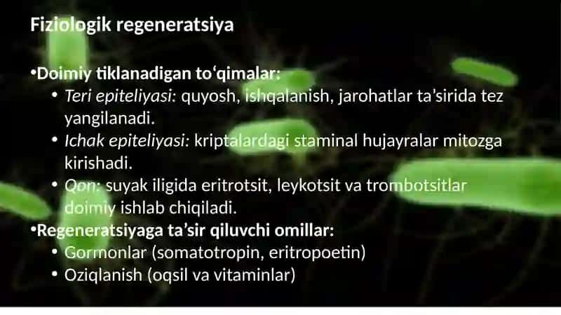 To‘qimalarning fiziologik vareparativ regeneratsiyasi 4