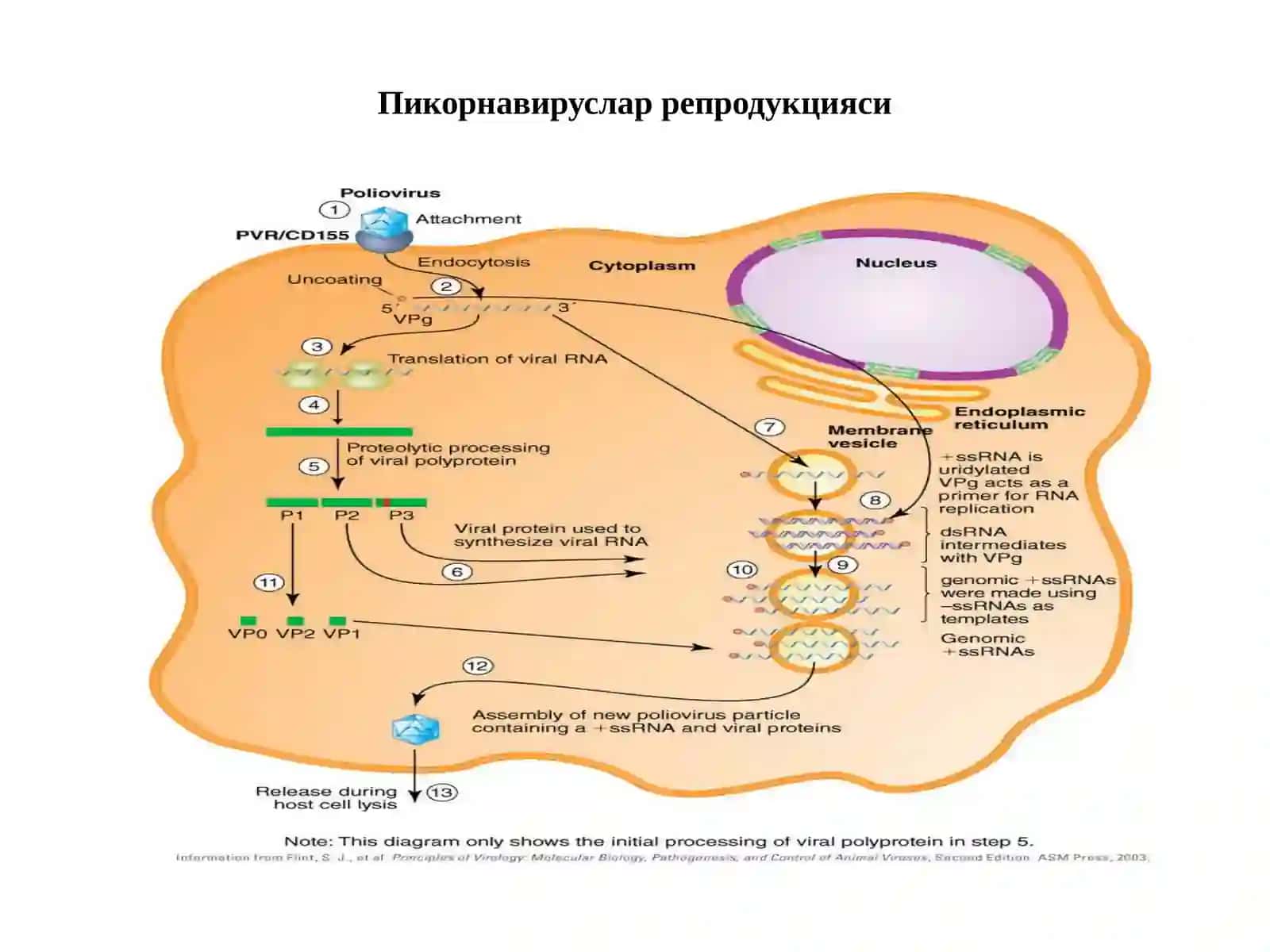 Пикорнавируслар оиласи Picornaviridae 4