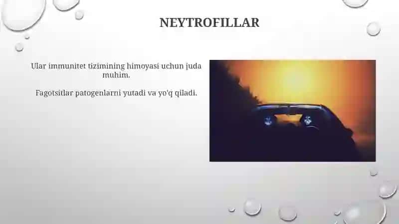 Fagotsit.Immun sistemani fagotsitlovchi hujayralar,xususiyatlari,biologik vazifalari 4