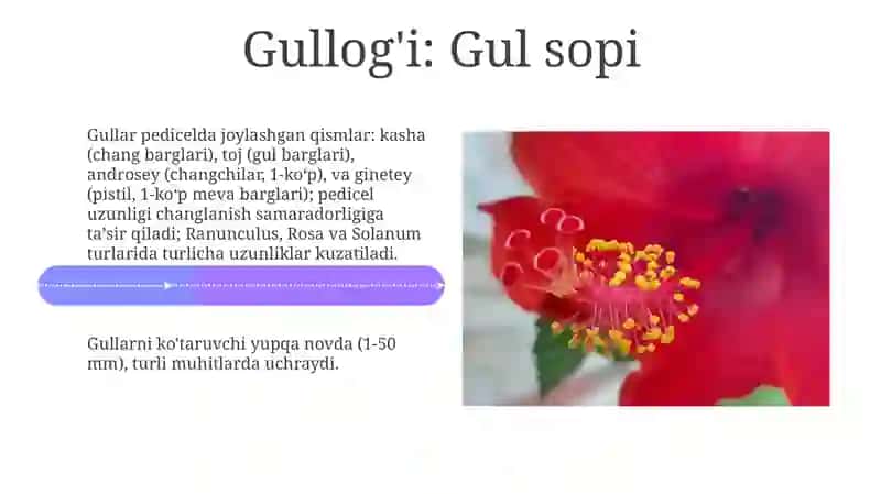 Floral organs (Gul organlari) 4