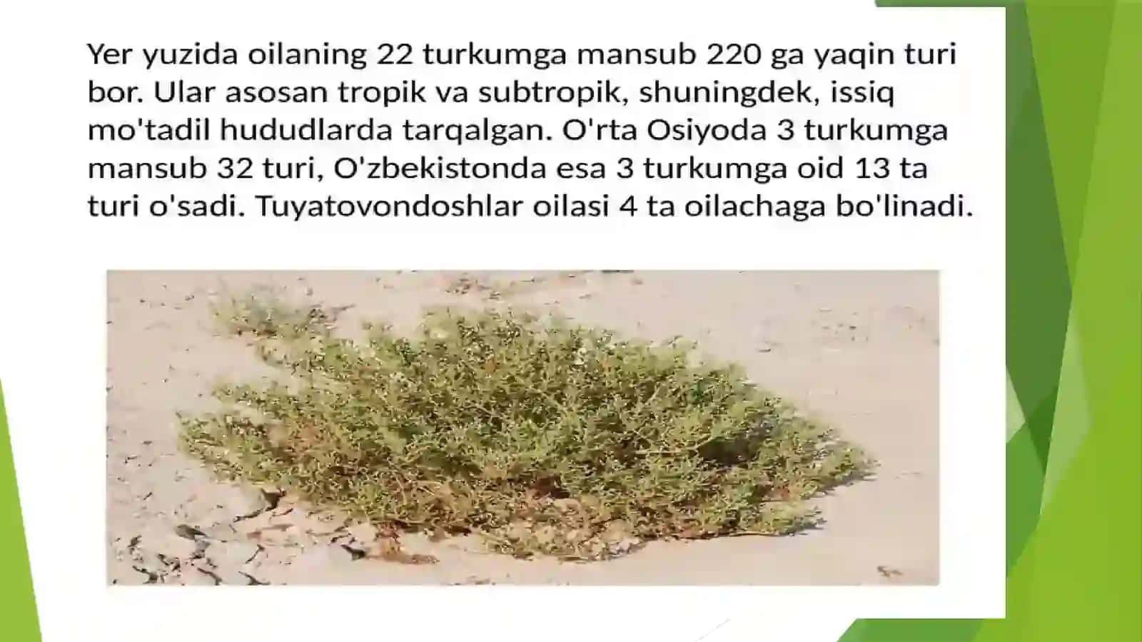 Tuyatovondoshlarva Zubturumdoshlar oilalari 4