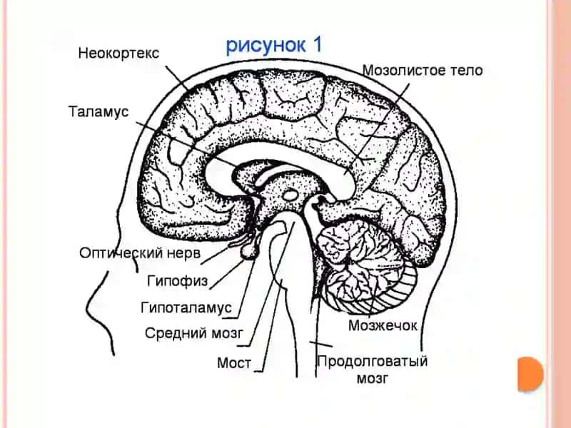 Ядра гипоталамуса и их клиническое значение 4