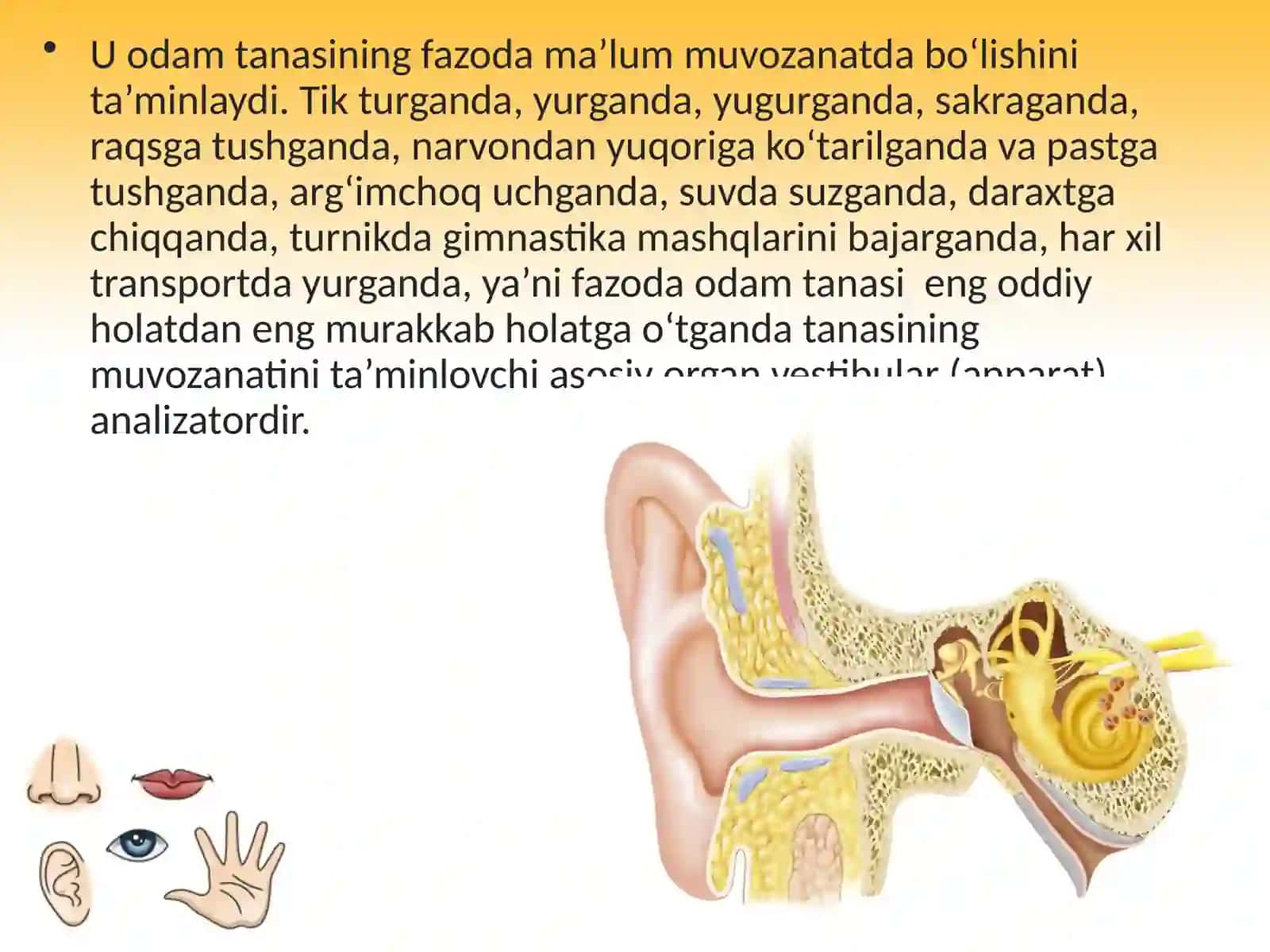 Muvozanat organi (vestibular analizator) 4