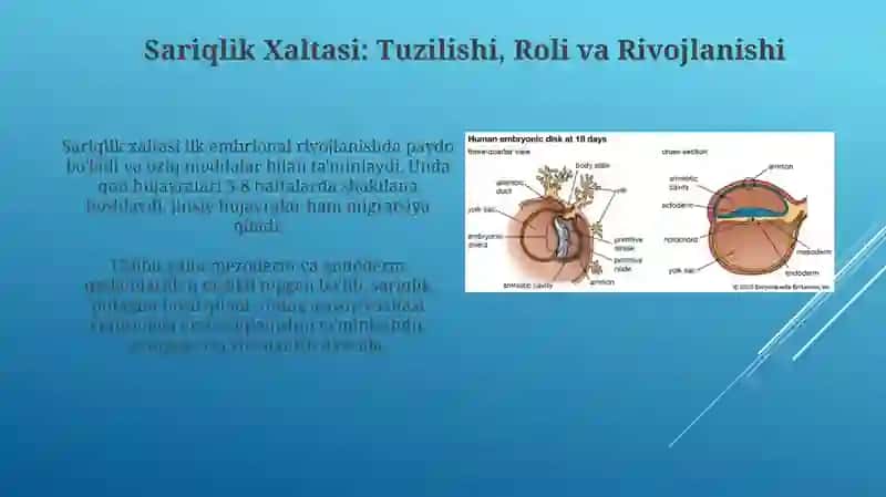 Amnion, Sariqlik Xaltasi, Allantois va Yo'ldoshning Tuzilishi va Rivojlanishi 4