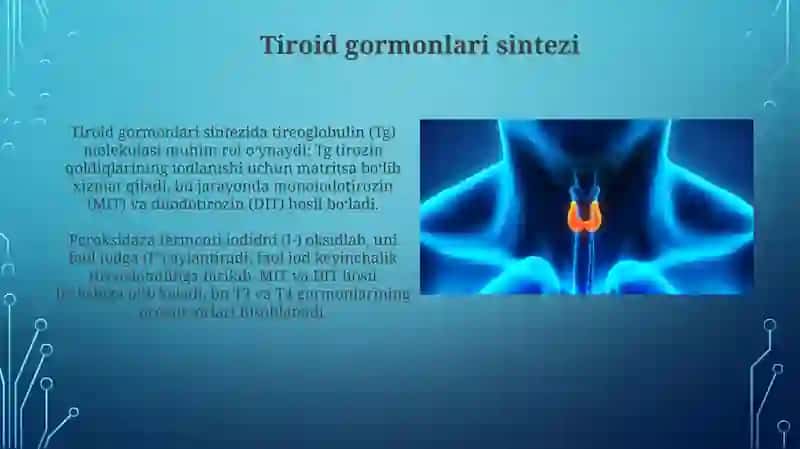 Qalqon oldi bez fiziologiyasi 4
