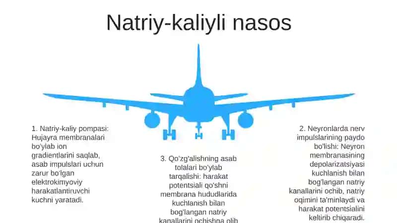 Neyronlarda Nerv Impulslarini Hosil Bo'Lishi Mexanizmlari 4