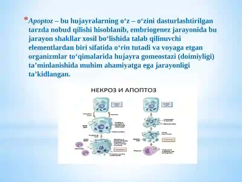 Apoptoz.Fiziologikvapatologikjarayonlardaapoptozniishtiroki.Qariyotganhujayralarniapoptozi 4