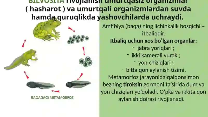 POSTEMBRIONAL RIVOJLANISHNING UMUMIY QONUNIYATLARI 4