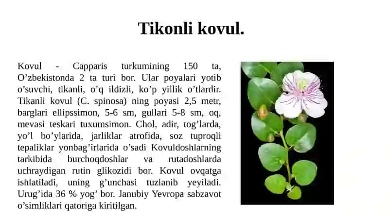 Capparaceae, Brassicaceaeva Malvaceae oilasi turkumiturlarining nomenklaturasini tahlil va oʻrganish qoidalari 4