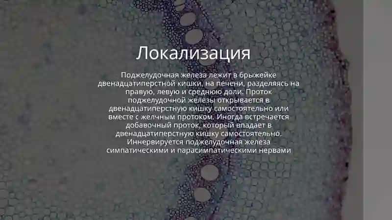 Физиология поджелудочной железы 4