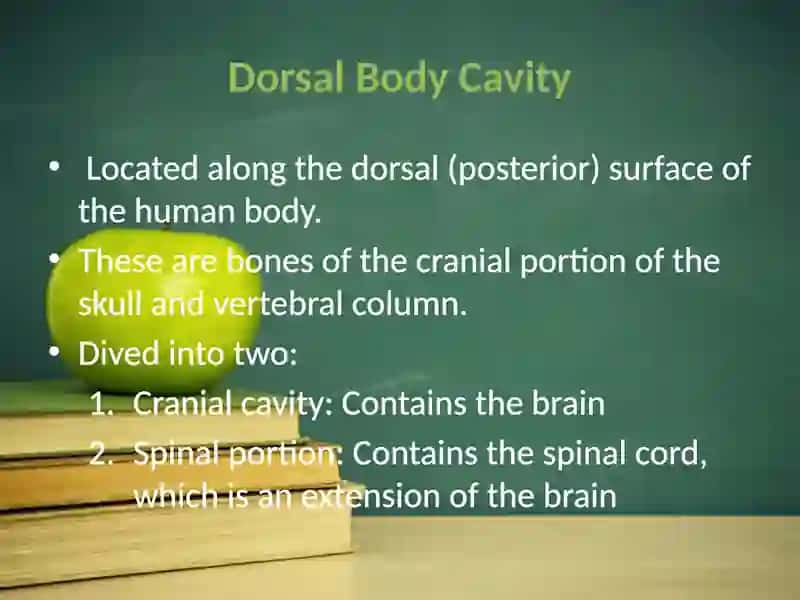 Body systems and body cavities 4