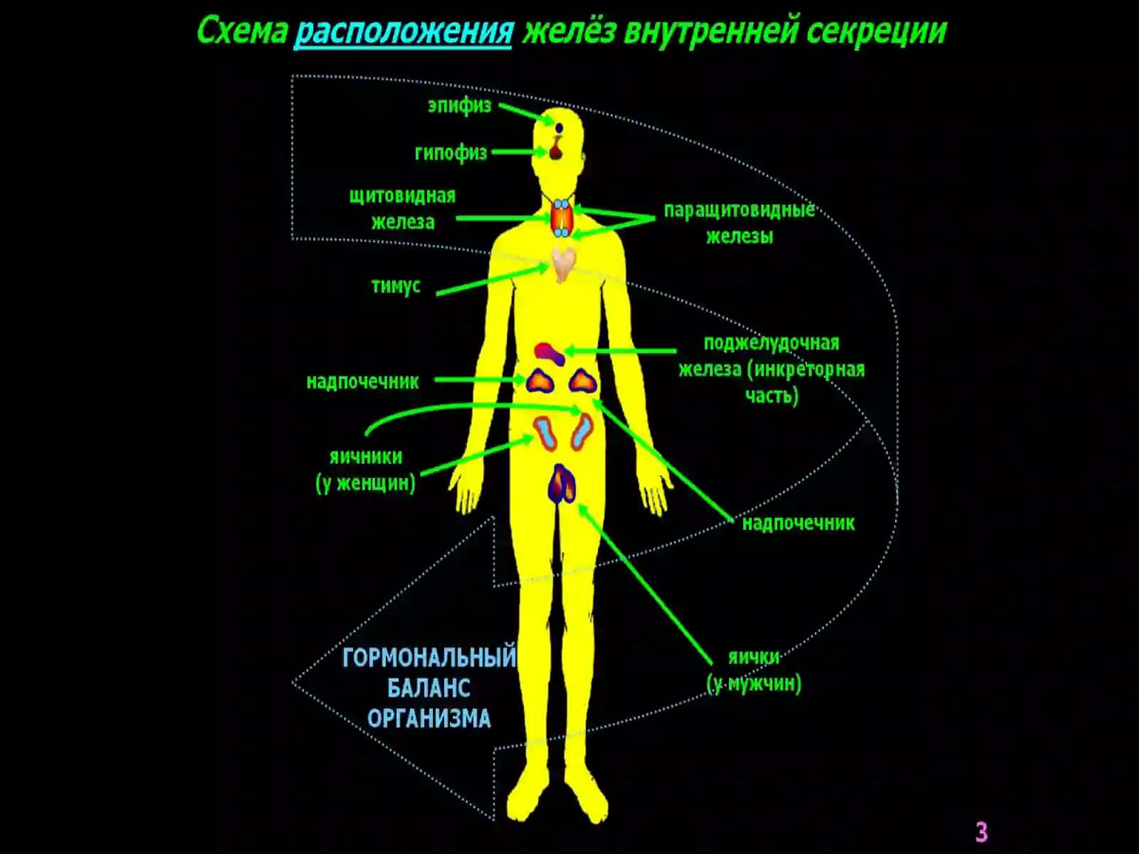 Ички секреция безларининг физиологияси 4