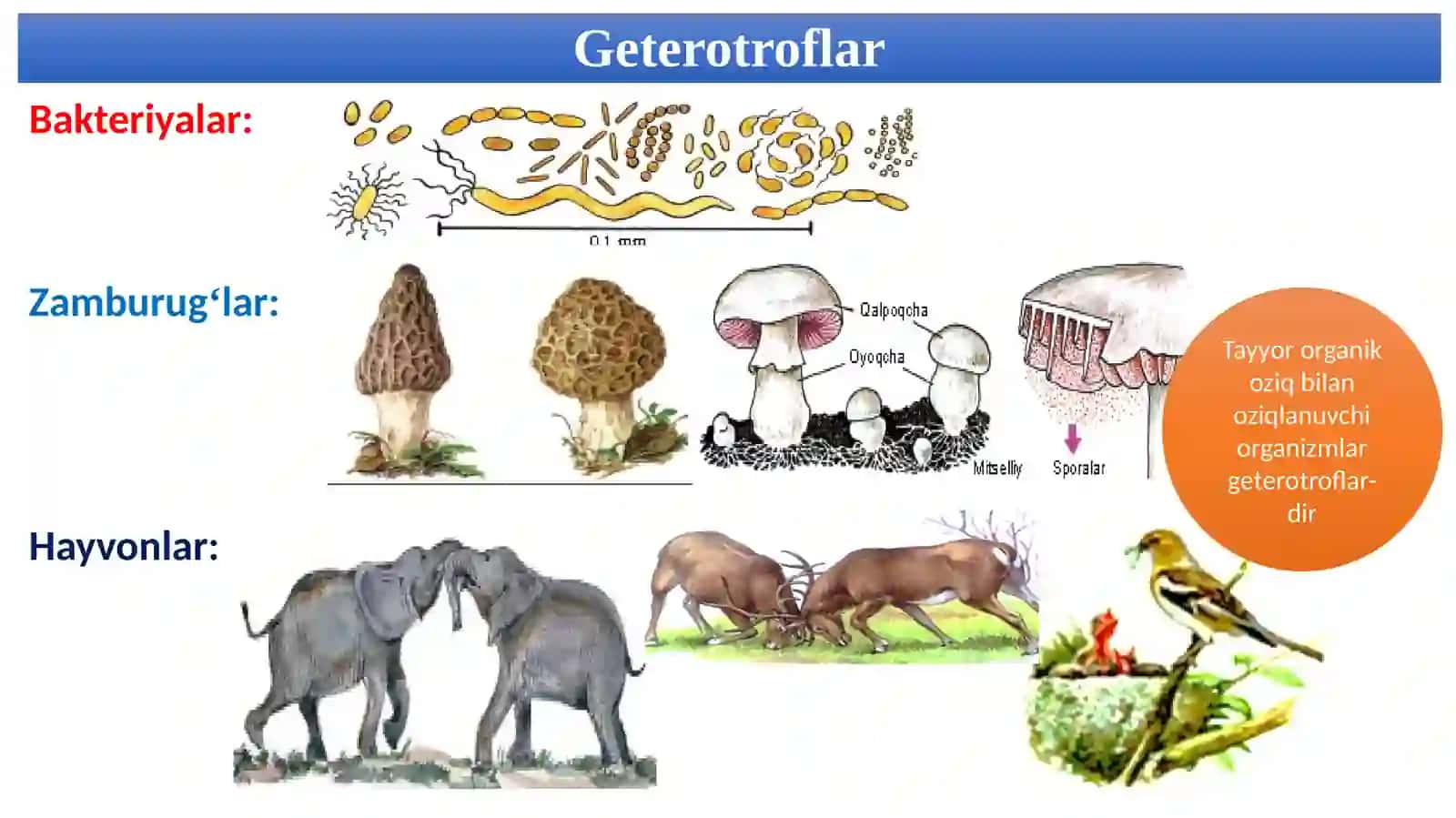 9-sinf Biologiya fanidan Hujayraning oziqlanishi dars taqdimot 4