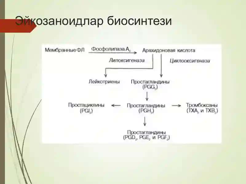 Физиология 4