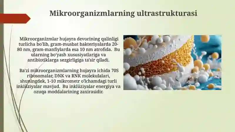 Mikroorganizmlarning morfologiyasi, fiziologiyasi va kimyoviy tarkibi, ultrastrukturasi 4