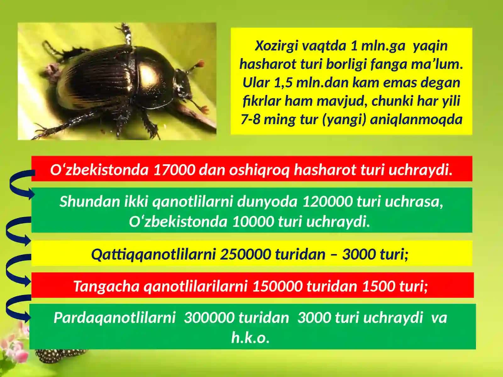 To‘liq O‘zgarish Bilan Rivojlanuvchi Hasharotlar 4